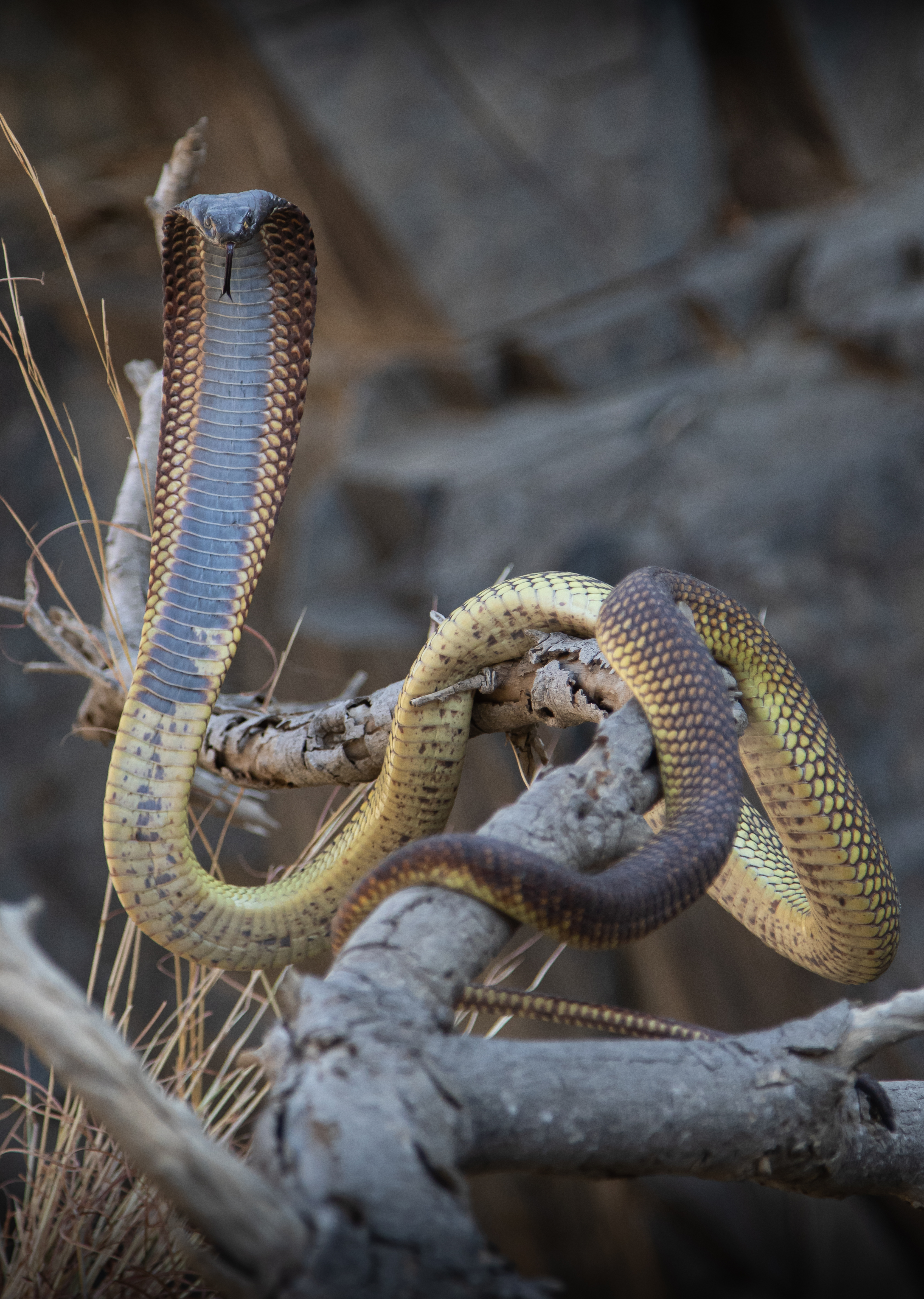 Cobra